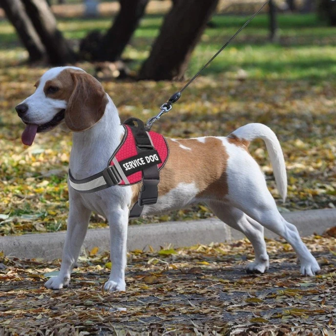 High visibility pet clothes with reflective dog vest for nighttime walking and outdoor safety High visibility pet clothes with reflective dog vest for nighttime walking and outdoor safety